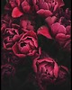 plakaty Galeria plakatów "Dark red flowers" 1