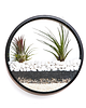 doniczki Circle planter "L" - dekoracja ścienna 1