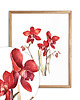 obrazy Orchidea Czerwona 001 - akwarela botaniczna 2