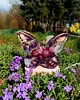 dekoracje świetlne Lampka motyl z naturalnymi kwiatami - fioletowo różowy 1