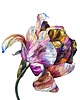 obrazy "Kolorowy tulipan" 29.5*41.5 cm/ akwarela 3