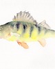 obrazy Oryginalna akwarela. Ryba 1