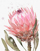 grafiki i ilustracje Protea, grafika, akwarela 2