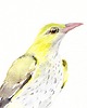 obrazy Oryginalna akwarela. Wilga 1