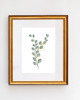 grafiki i ilustracje ZESTAW PLAKATÓW botanicznych eukaliptus 4