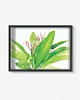 plakaty Plakat  Plumeria II 1