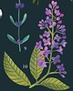 grafiki i ilustracje Zestaw "Herbs" i "Edible Flowers" 30x40 cm 2
