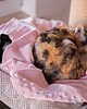 legowiska dla psów i kotów Kocyk CHILLOUT dla psa i kota, dwustronny, miękki materiał minky, różowy 5