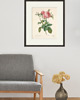 grafiki i ilustracje Róża stara Grafika  Rysunek kwiaty Ilustracja Druk Botaniczny prezent 6