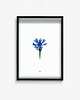plakaty Plakat Centaurea 1