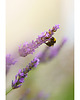 fotografia Plakat Lawenda 1