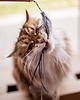 Zabawki dla zwierząt Wędka z rzemieniami THREE CRAZY CATS srebrna 2
