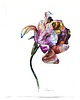 obrazy "Kolorowy tulipan" 29.5*41.5 cm/ akwarela 1