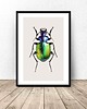 plakaty Plakat na ścianę z kolorowym żukiem 50x70 (500mm x 700mm) 1