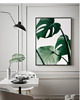 fotografia PLAKAT MONSTERA LIŚCIE BOTANICZNY z monsterą 1