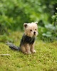 figurki i rzeźby York Terrier Miniaturka 2