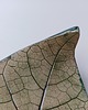 miski i misy Ceramiczna misa liść 6