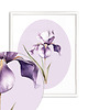 obrazy Fioletowy Irys - grafika botaniczna 3