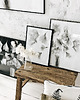 plakaty Wełnianka Eriophorum / print 1
