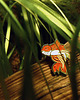 przypinki Pins rybka "Welonek" 4