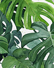 grafiki i ilustracje Monstera - ilustracja botaniczna 2