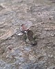 pierścionki - różne Dzikość serca - pierścionek regulowany 2