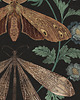 grafiki i ilustracje Ćmy i księżyc, ćmy plakat, plakat botaniczny, księżyc plakat 2