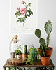 plakaty Rosa inermis - Plakat botaniczny - Retro 2