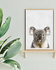 obrazy i plakaty do pokoju dziecięcego Plakat Koala - Plakat do pokoju dziecka 5
