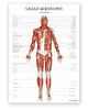 plakaty Plakat Mięśnie Człowieka 1