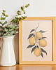 plakaty Plakat cytryny 4