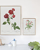 plakaty Rosa lomponia - Plakat botaniczny - Retro 1