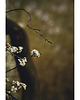 fotografia Wiosenne kwiaty 1