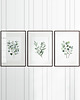obrazy Eukaliptus i Szałwia  - Zestaw trzech grafik botanicznych 2