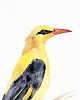 obrazy Oryginalna akwarela. Wilga 1