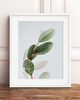 plakaty PLAKAT natura botaniczny eukaliptus 3