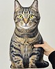 poduszki z grafiką Poduszka Kot Domowy Pręgowany Dachowiec Tabby 4