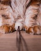 Zabawki dla zwierząt Piłeczki wełniane WOOL WOOL dla kota, beżowe 6
