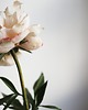 dodatki - różne Dekoracja botaniczna, kwiat z papieru, piwonia 2