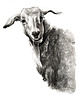 grafiki i ilustracje Baran. Ilustracja tuszem i akwarelą. 1