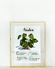 grafiki i ilustracje Instrukcja roślinna: MONSTERA 1