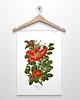plakaty RÓŻA DZIKA  plakat  A4, A3 (lub 30x40 cm) 4