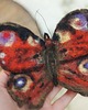 figurki i rzeźby Motyl Rusałka Pawik 1