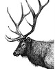 grafiki i ilustracje Rogacz 1