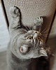 dla zwierząt różne Bellycat 5