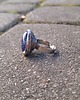 pierścionki - różne Lapis lazuli - pierścionek regulowany 2