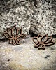kolczyki drewniane Drewniane kolczyki LOTUS Merbau 1
