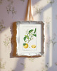 grafiki i ilustracje DWA PLAKATY galeria botaniczne owoce cytrusowe 4