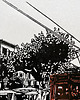 grafiki i ilustracje Linoryt "Tramwaj z Soller" - kolor 7
