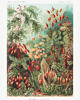 plakaty Plakat BOTANIC GARDEN 2